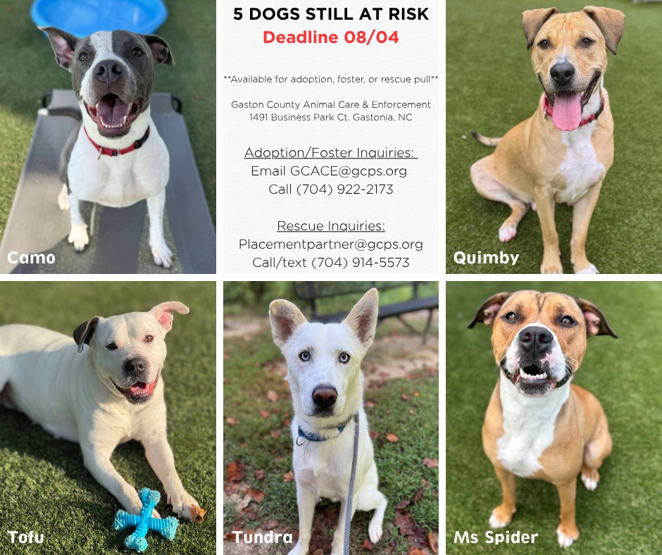GCACE Pets Seeking Rescue | Gastonia NC