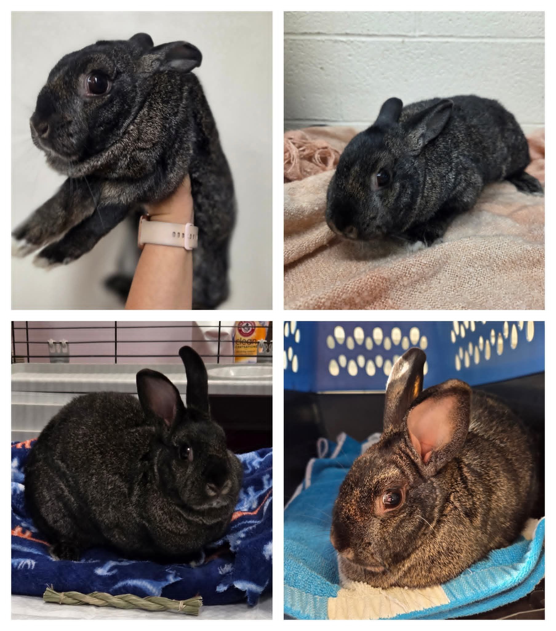 Justice - 🐰 Meet Judy Hopps — the Little Bunny with the Biggest Heart ...