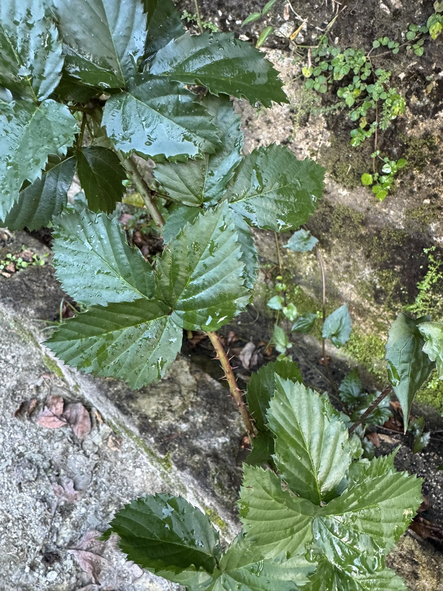 Plantas en Puerto Rico / Plants in Puerto Rico | CALLIANDRA HAEMATOMA ...