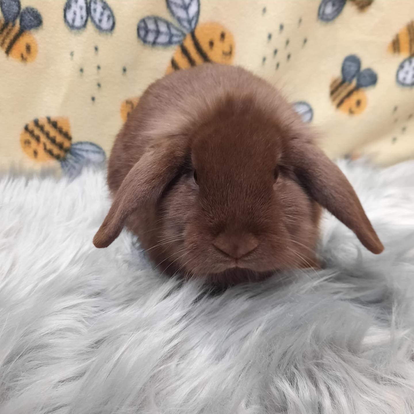 Meet Copper 🧡! This handsome... - Bunny Bunch Rabbit Rescue | Facebook
