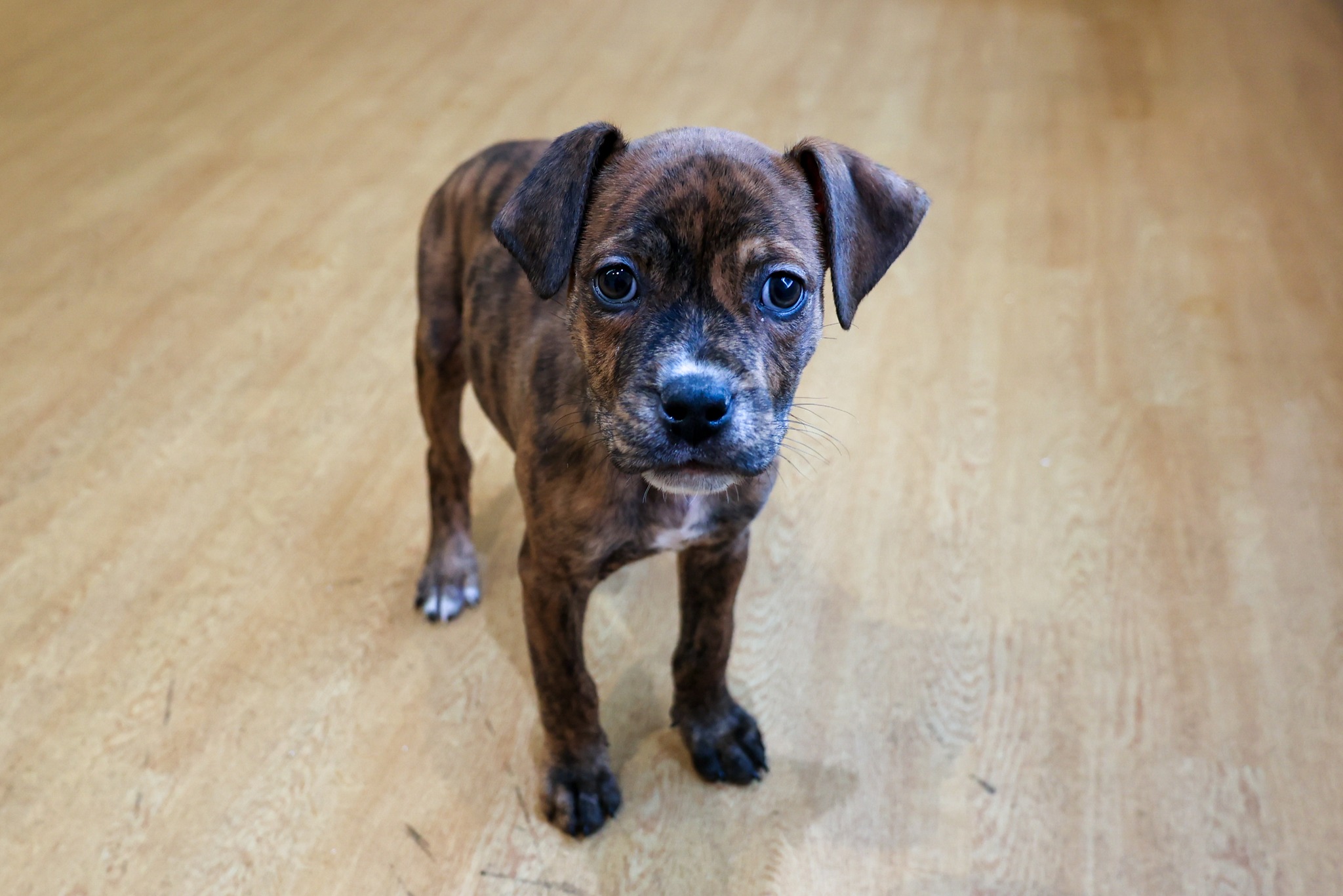 PAWS - I'm Butterscotch, a six-month-old Lab mix. I will be available ...