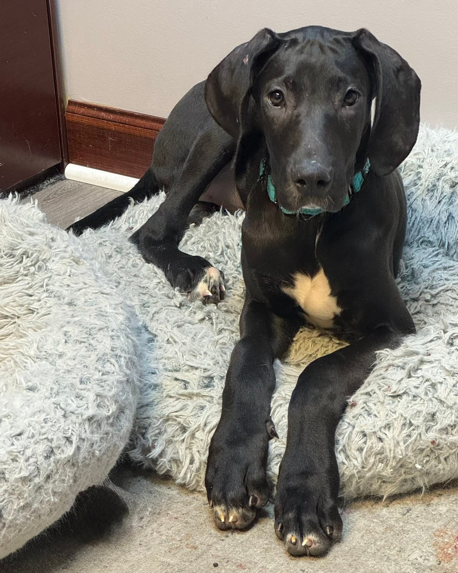 Great Dane Rescue Houston