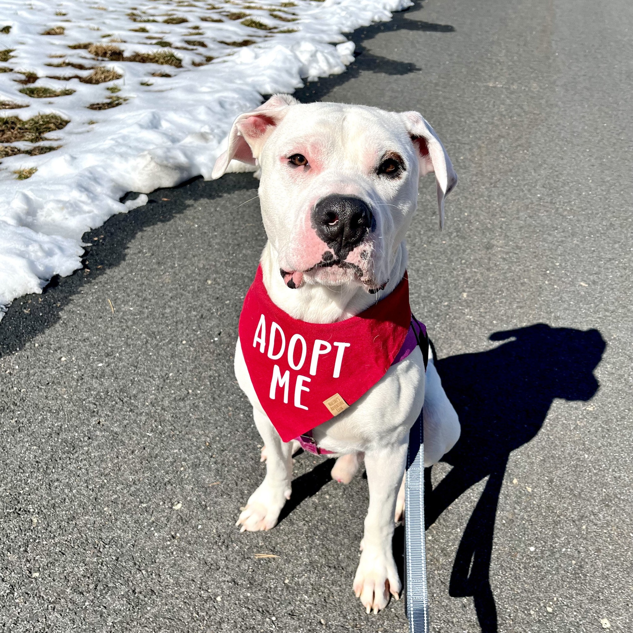 Charlottesville-Albemarle... - Charlottesville-Albemarle SPCA