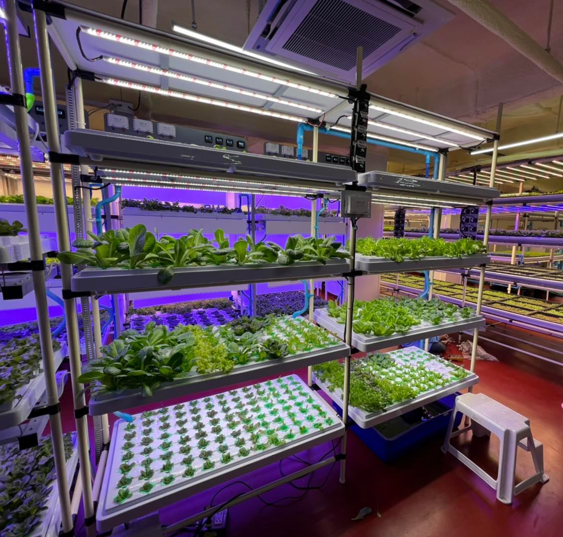Civic Agrotech - 🥬ลดเนื้อที่ แต่คุณภาพเพิ่มขึ้น ห้องปลูก PFAL Baby Leaf ...