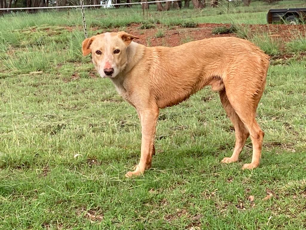 Introducing ⭐McCormack's Rusty⭐... - Frame Rural Agencies | Facebook