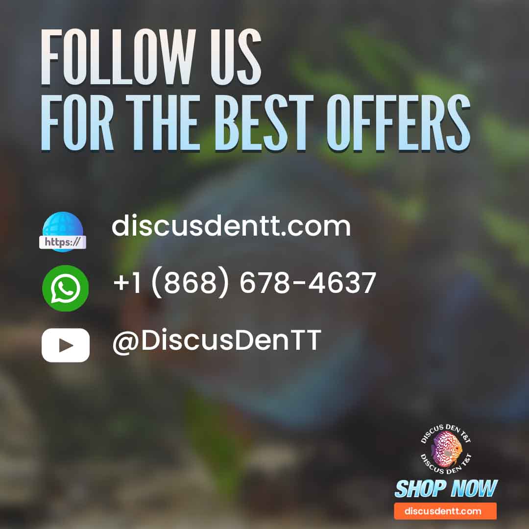 Discus Den T&T - Eradicates ectoparasites and fungal, bacterial, and ...