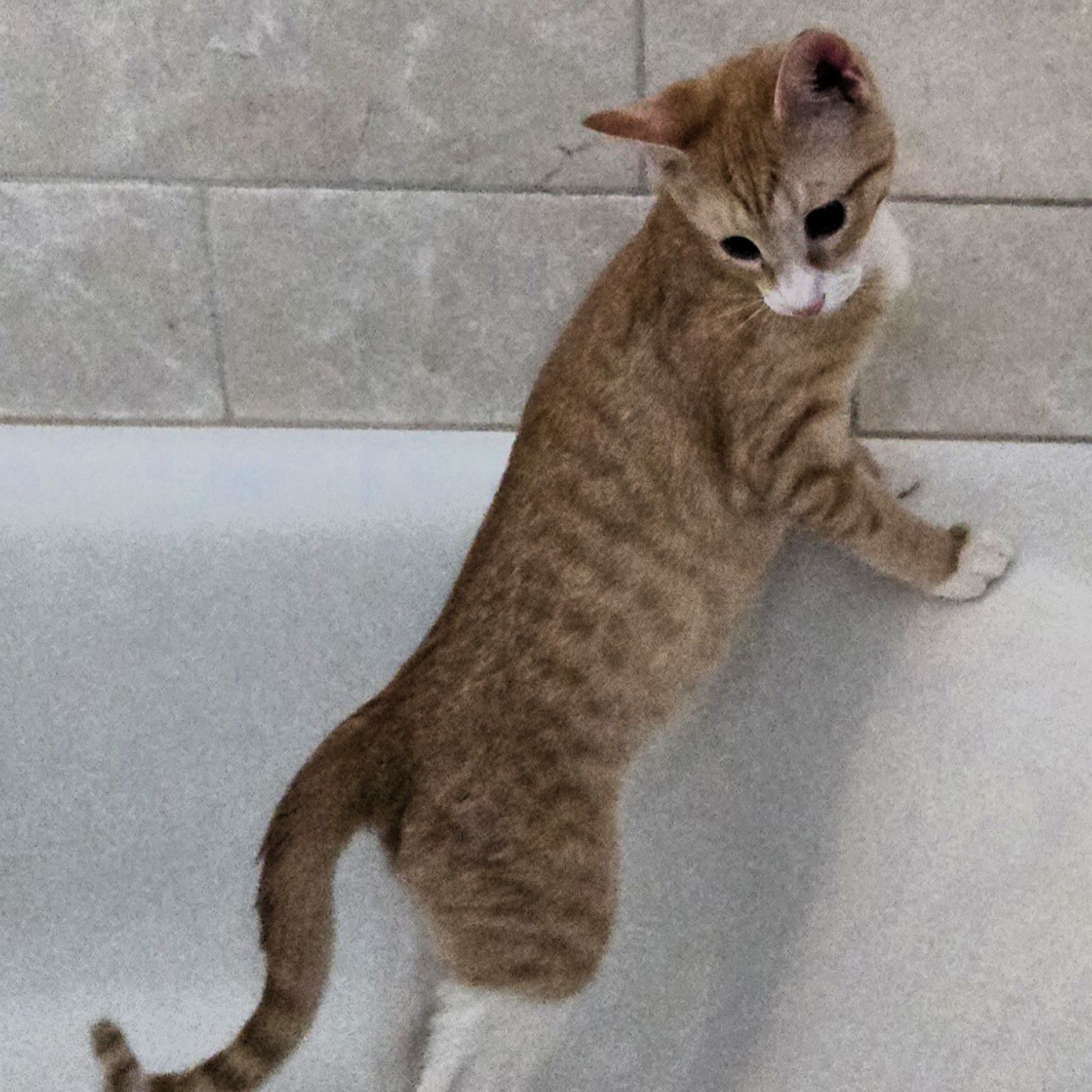 Our Monday 7 o'clock kitty is a new one, introducing 6-month-old