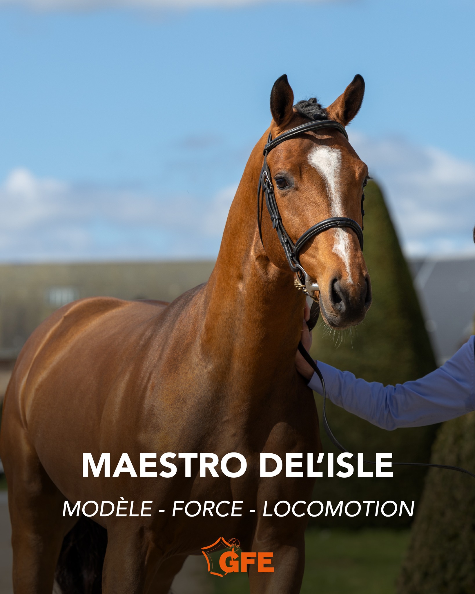 [ MAESTRO DEL'ISLE *GFE ] 🏆... - GFE Groupe France Élevage | Facebook