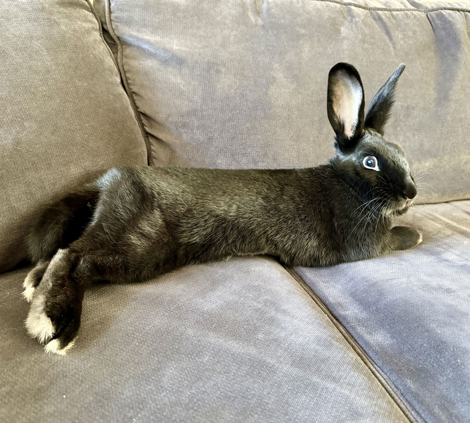 Long - She's giving puppy in a bunny suit... Berry was rescued outside ...