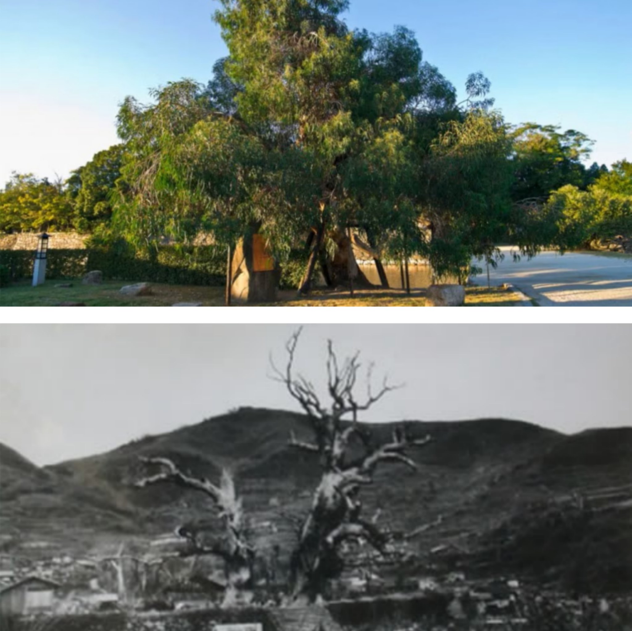 Amici - Hibaku jumoku: gli alberi sopravvissuti alla bomba atomica ...