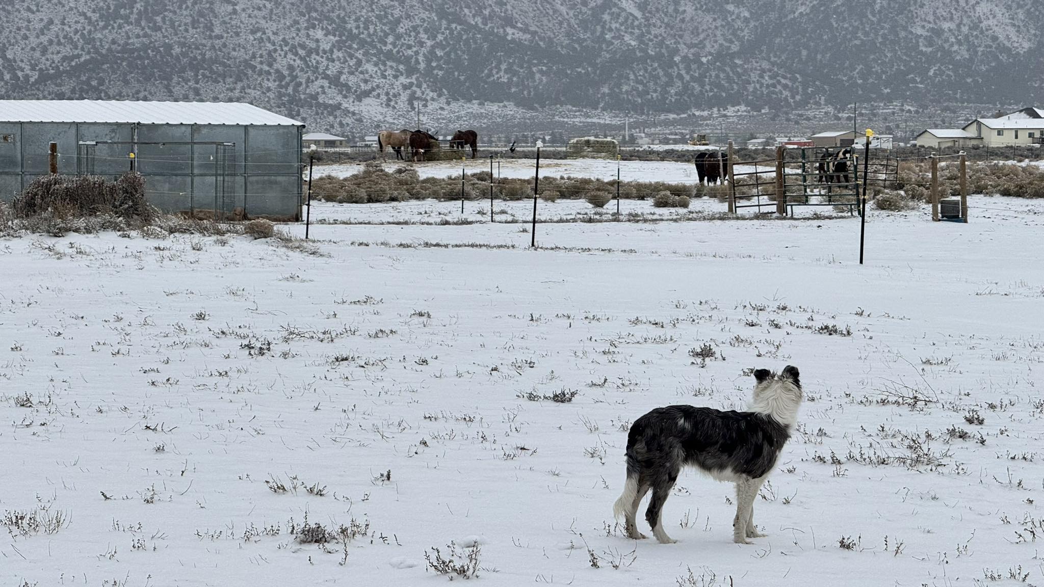 Dust Devil Ranch Sanctuary for Horses | Cedar City UT