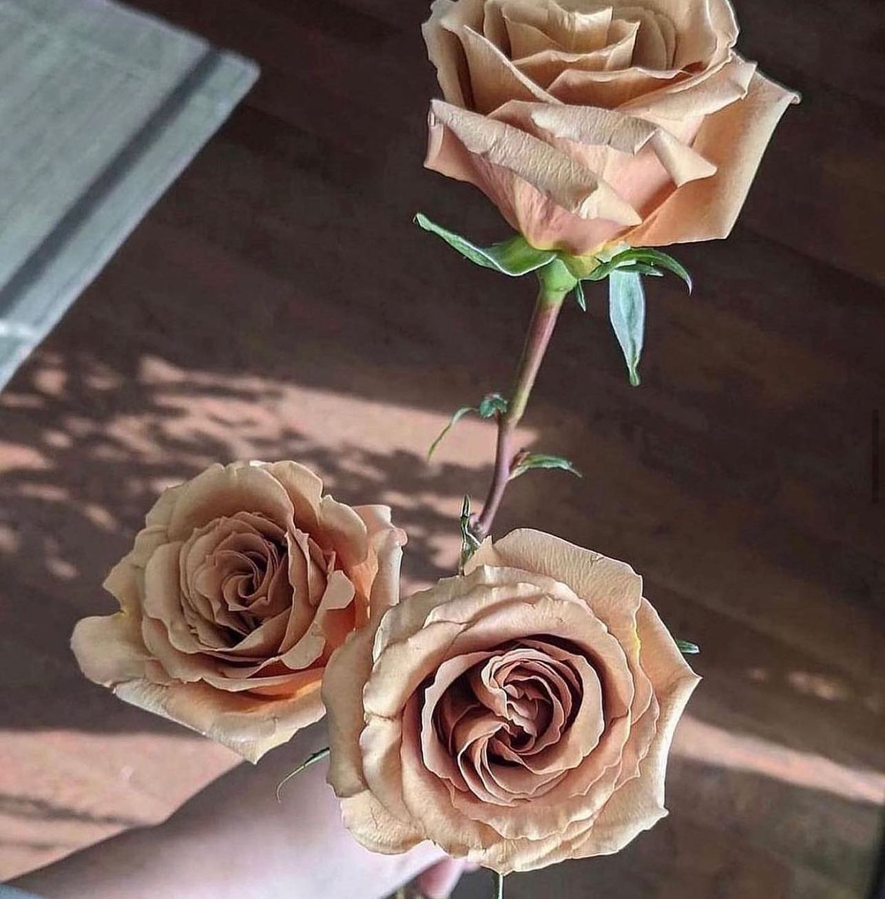 tree.studio8 - Toffee Rose🌿 ทอฟฟี่ โรส🌸 390 เท่านั้น🛍...