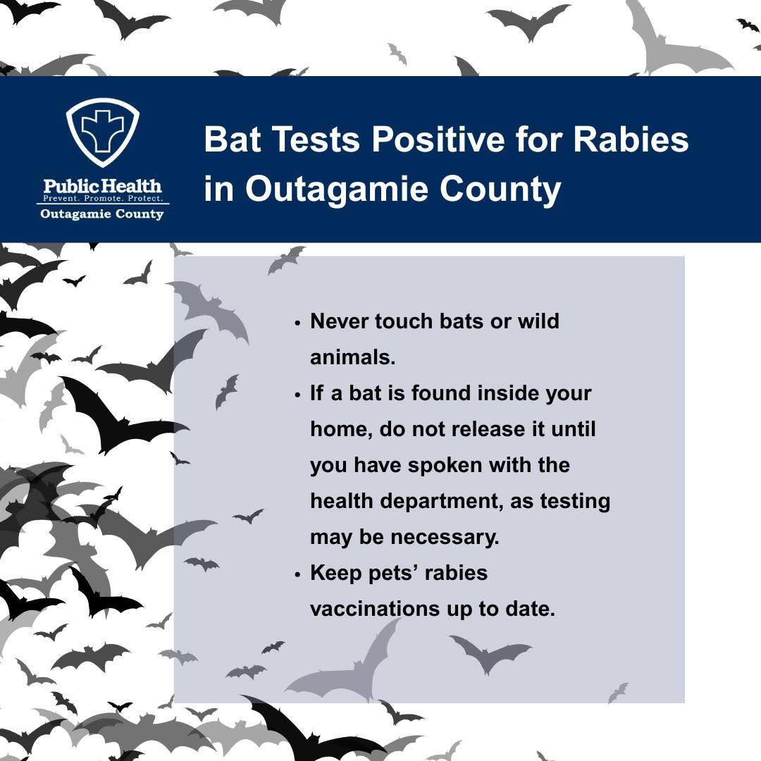 Heritage - A bat in Outagamie County has recently tested positive for ...