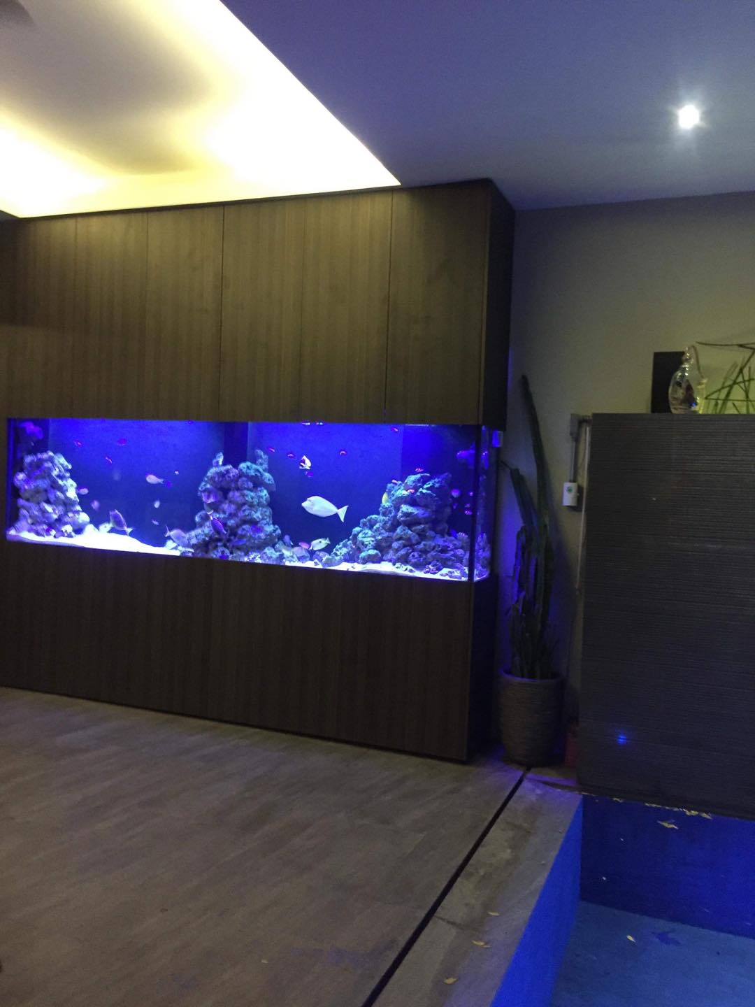 Photo inspiration: Picture Idea: Saltwater Aquarium Philippines We Design Build Install Set Up And