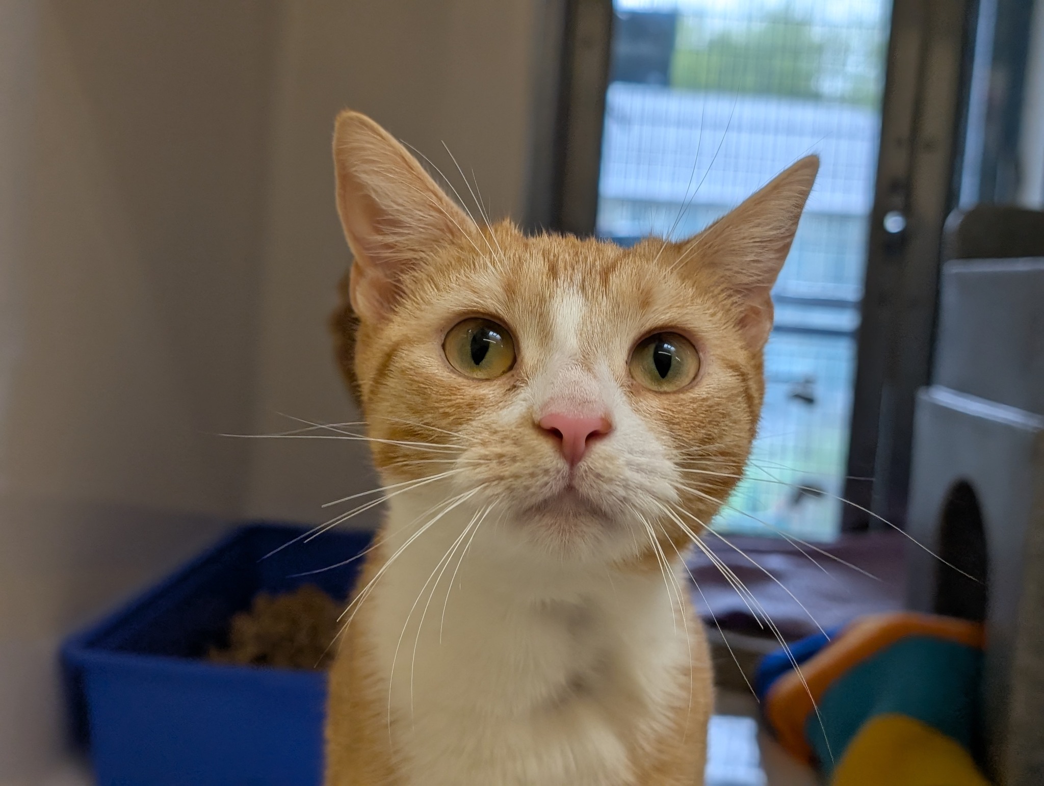 Raystede Centre for Animal Welfare | Lewes