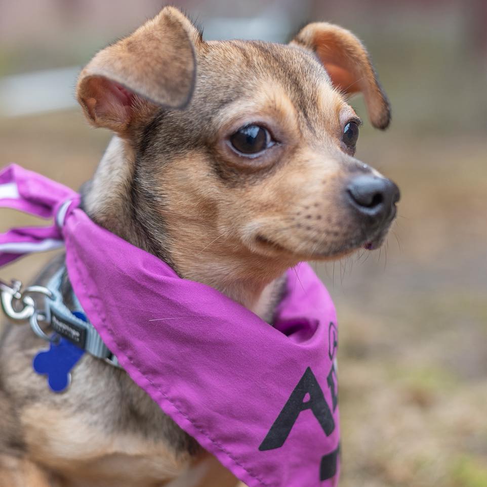 Sandy Paws Rescue Inc.