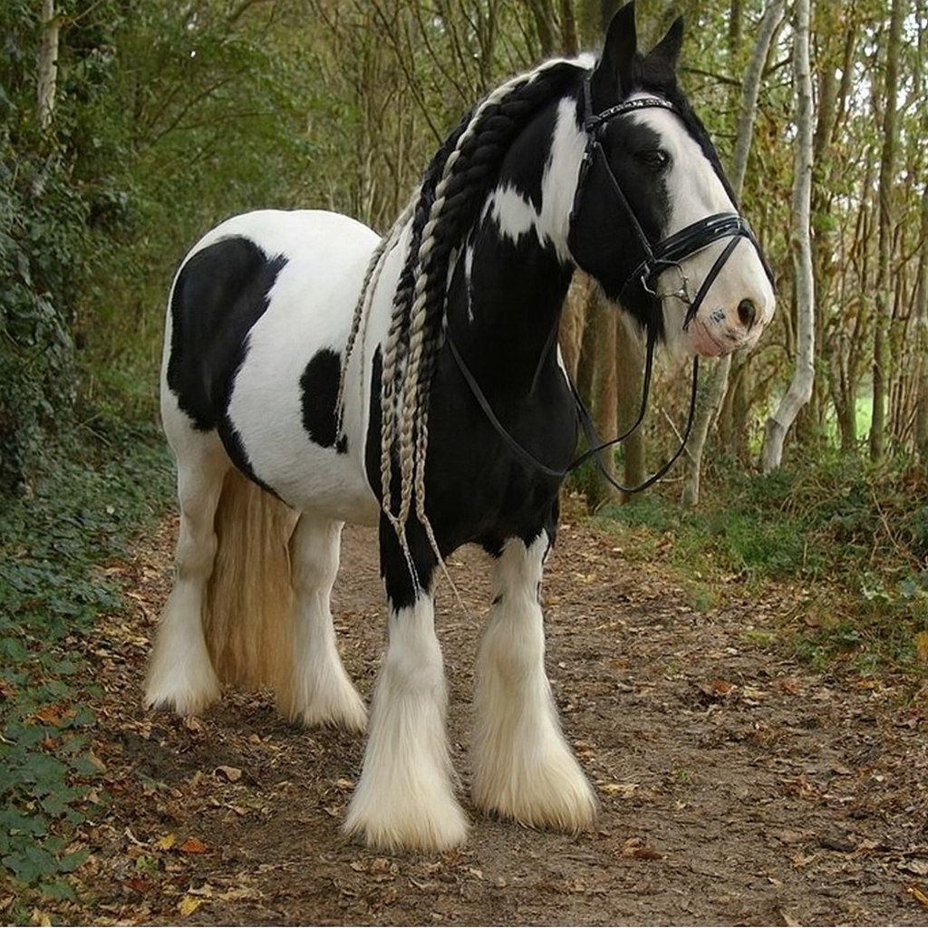 Coloured - 🌟 Meet this stunning beauty! 🌟 Majestic draft horse is ...