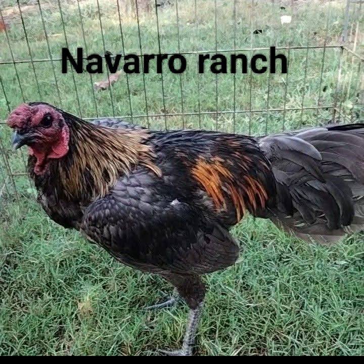 Navarro ranch - Navarro ranch added a new photo.