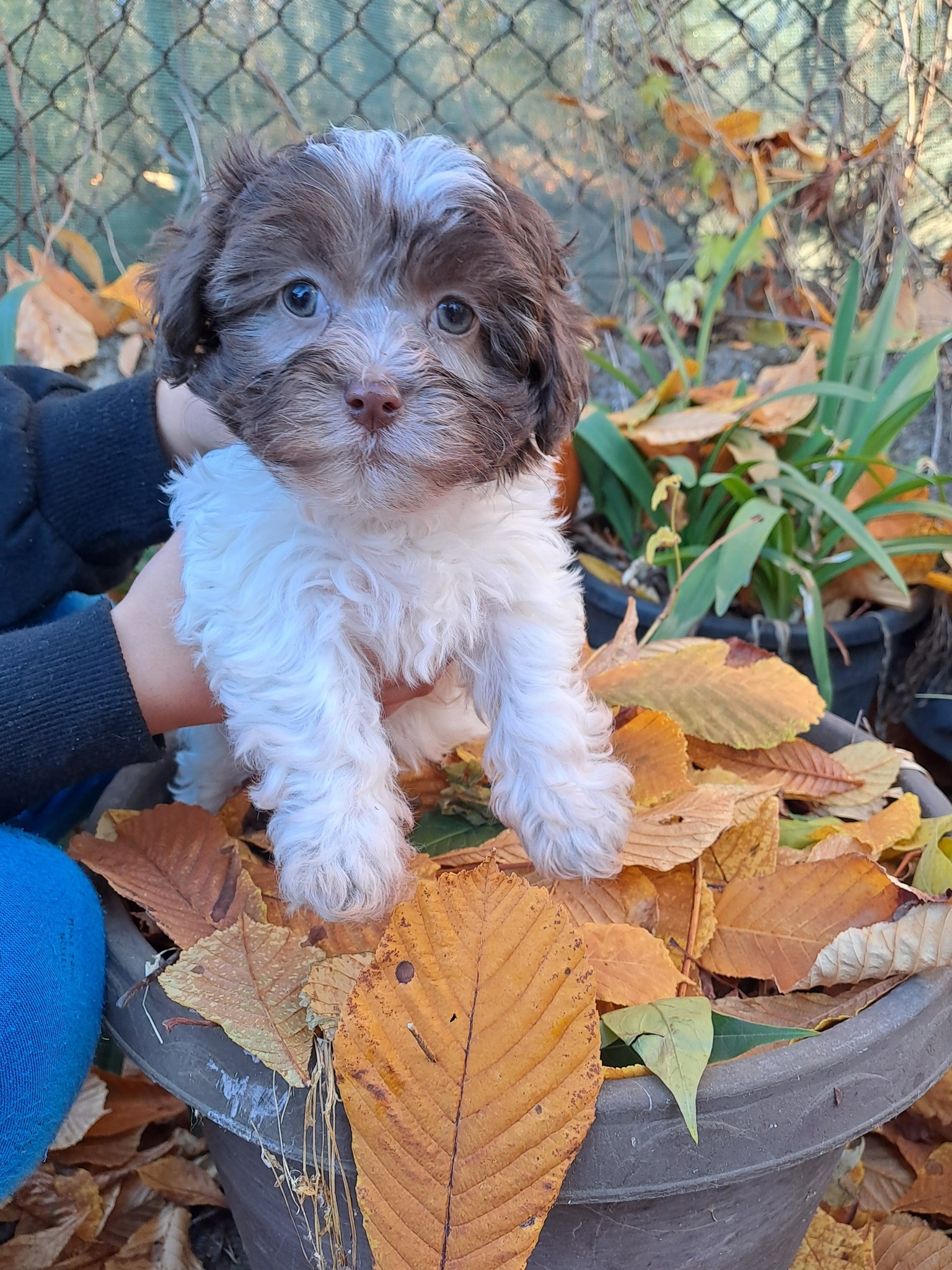 Csillagerdei Vadász Bichon Havanese Kennel
