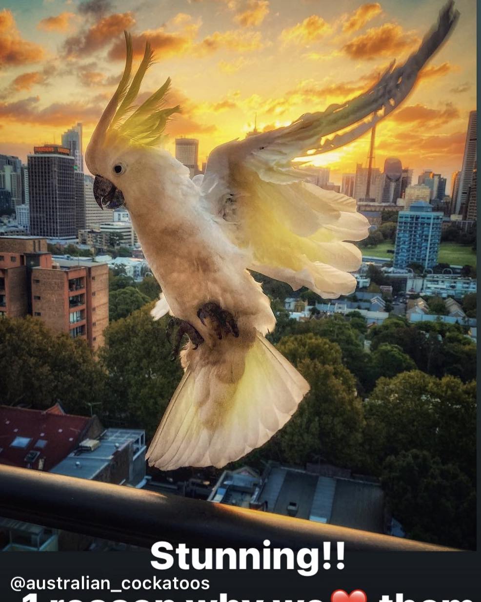 Cockatoo Wingtag - Big City Birds