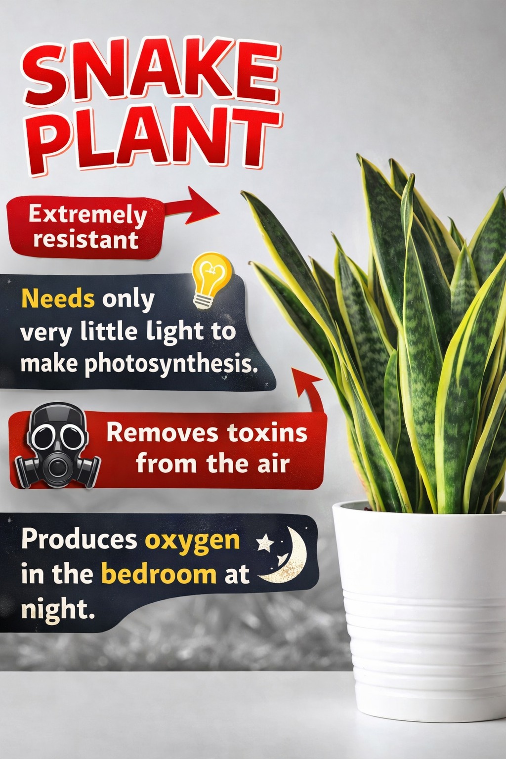 Gentleman - Low light? No problem 🌿 The Snake Plant is the ultimate low ...
