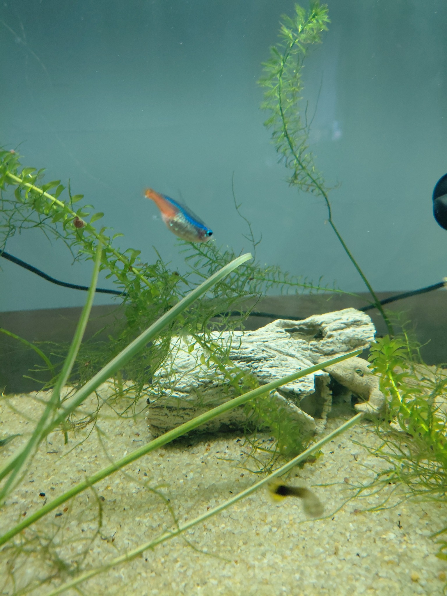 Fish Tanks for Beginners | Hello im just wondering if someone could ...