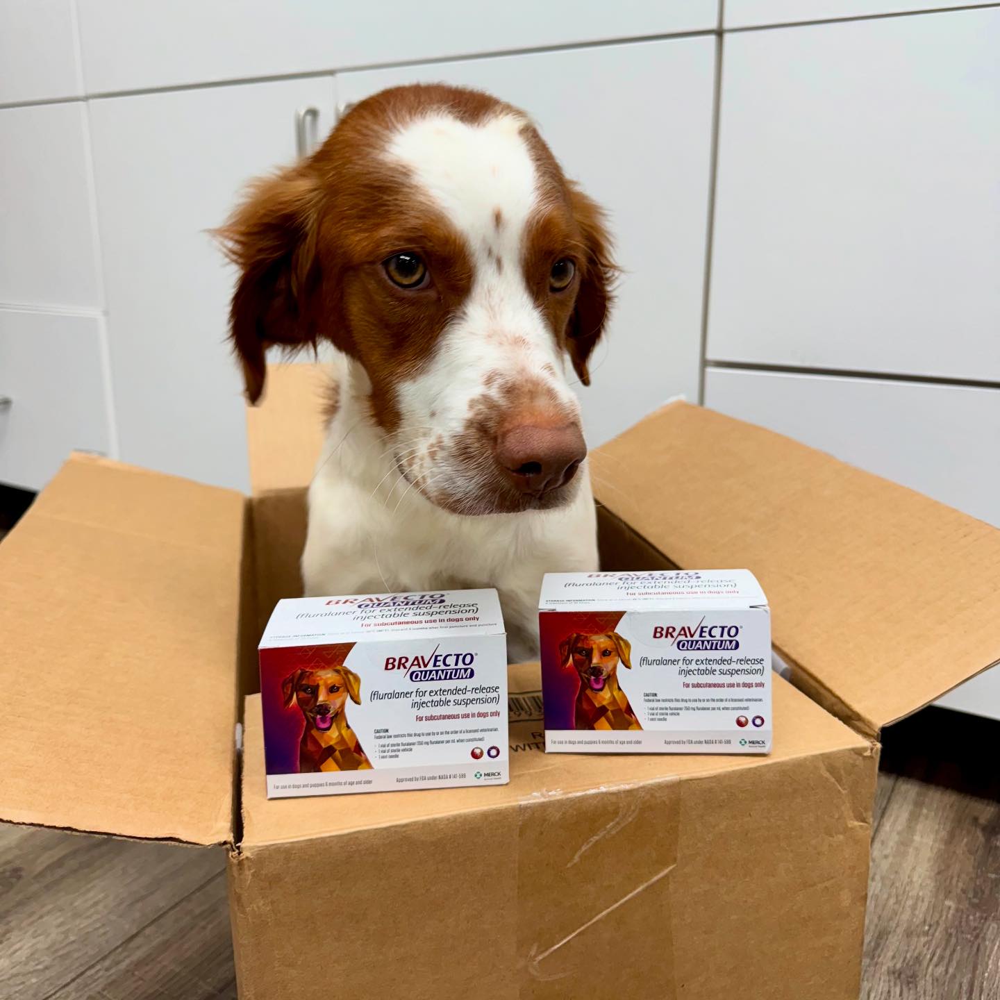 Town - We are so excited to share that Bravecto Quantum has arrived at ...