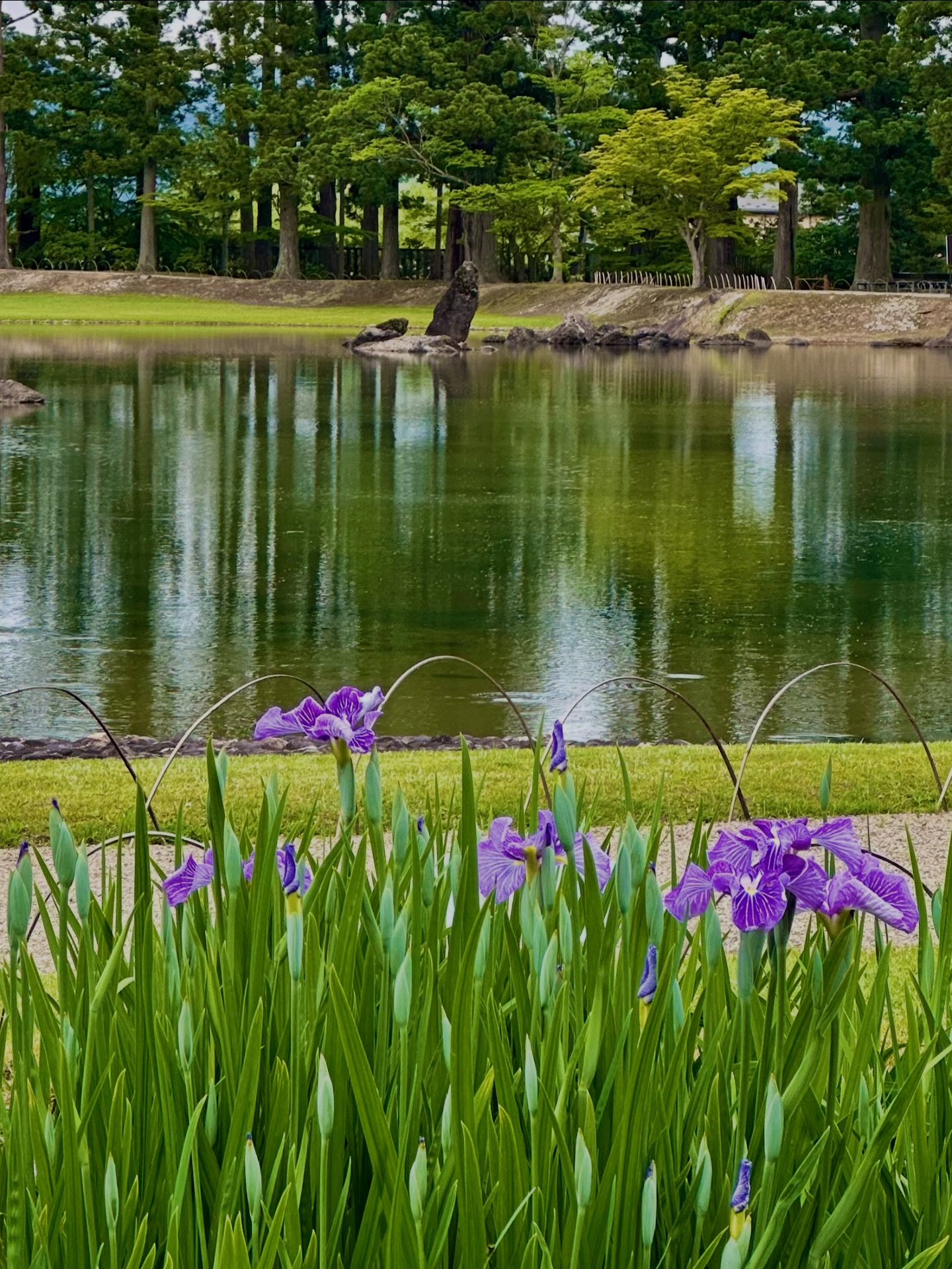 2026年6月1日 本日、毛越寺内あやめ園ではハナショウブが開花しま 