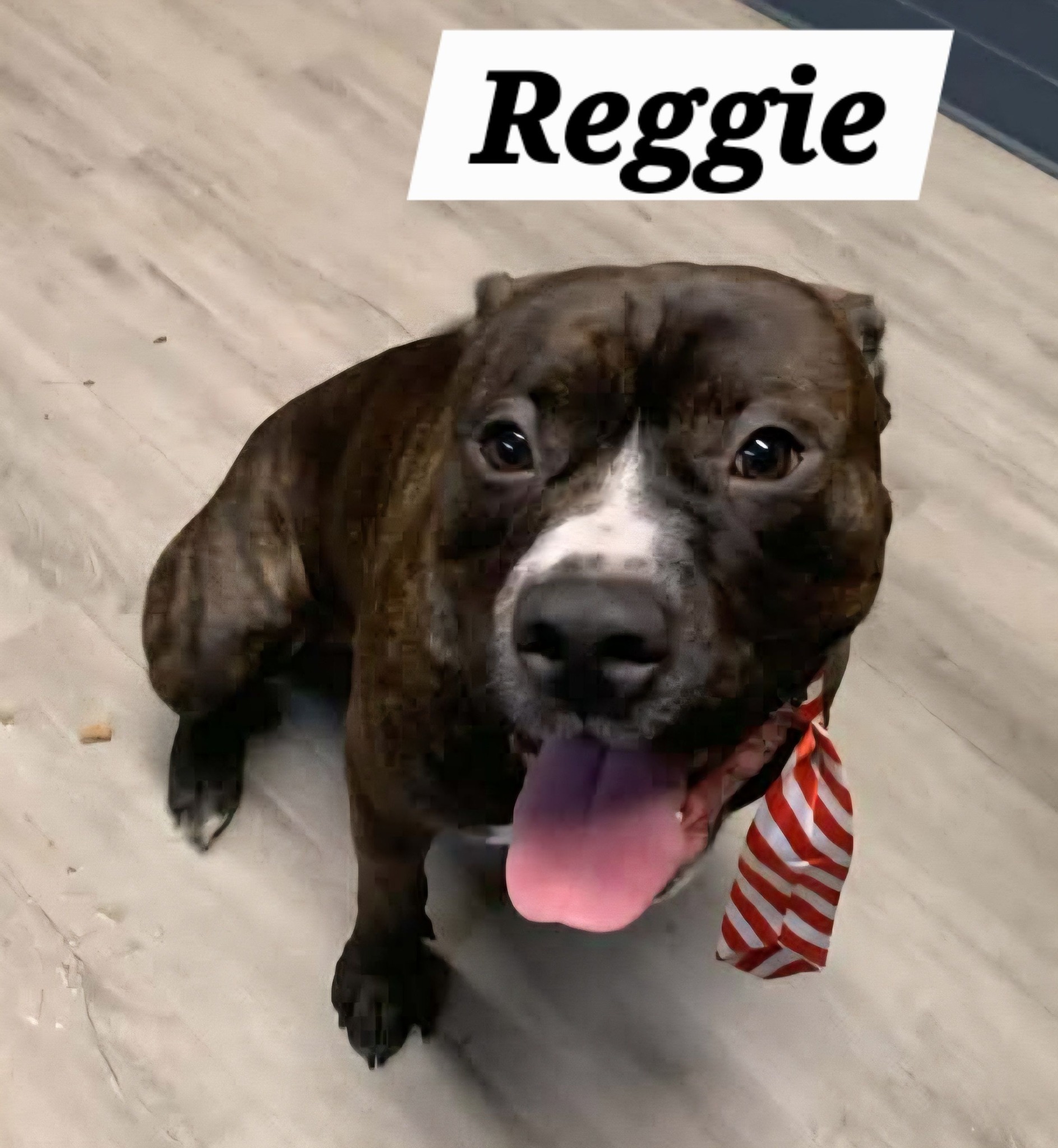 Friends - Meet Reggie!! He came in as a stray on 2/3/26. We think he is ...