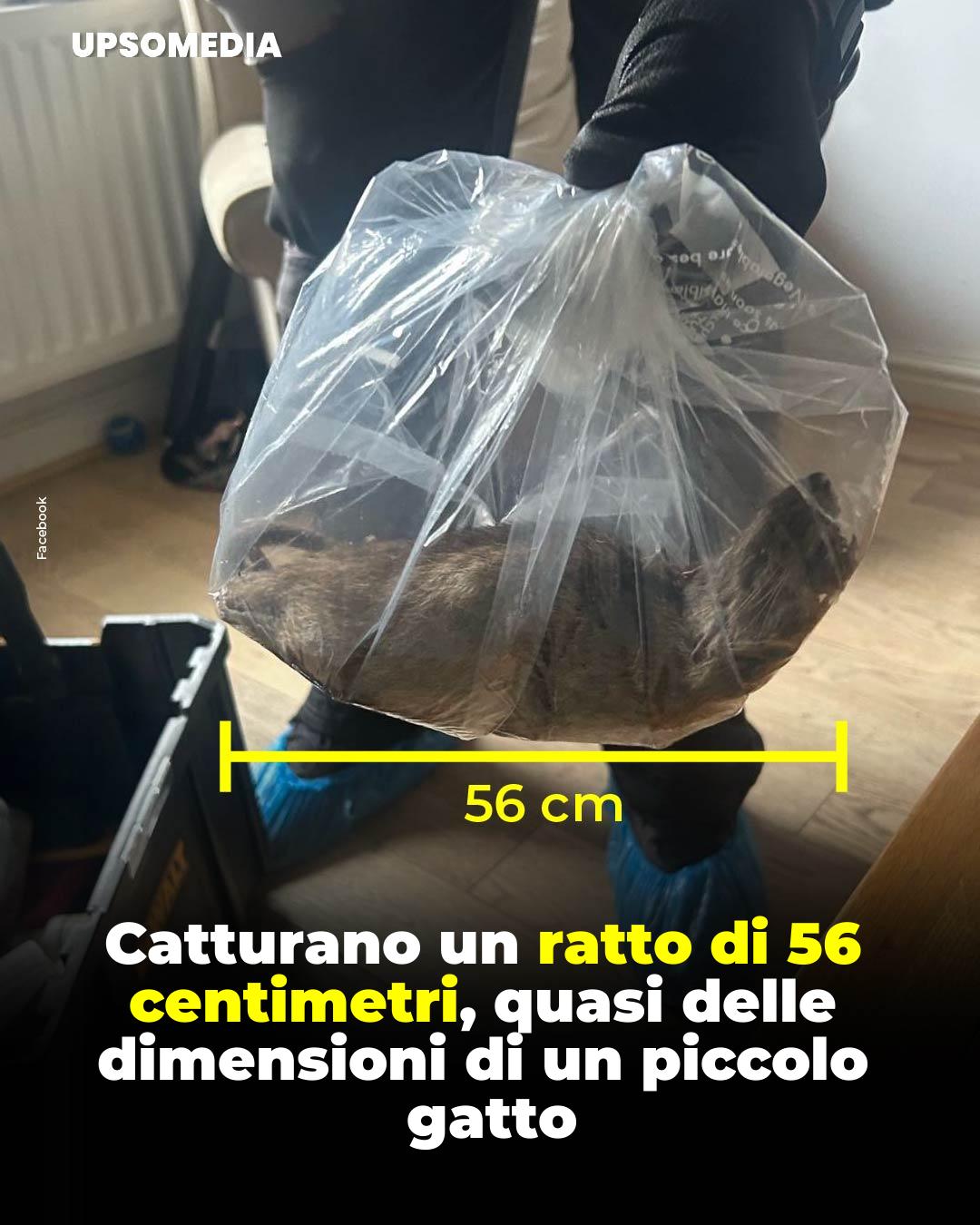 Il Kiwi - Un ratto di 56 centimetri, quasi delle... | Facebook