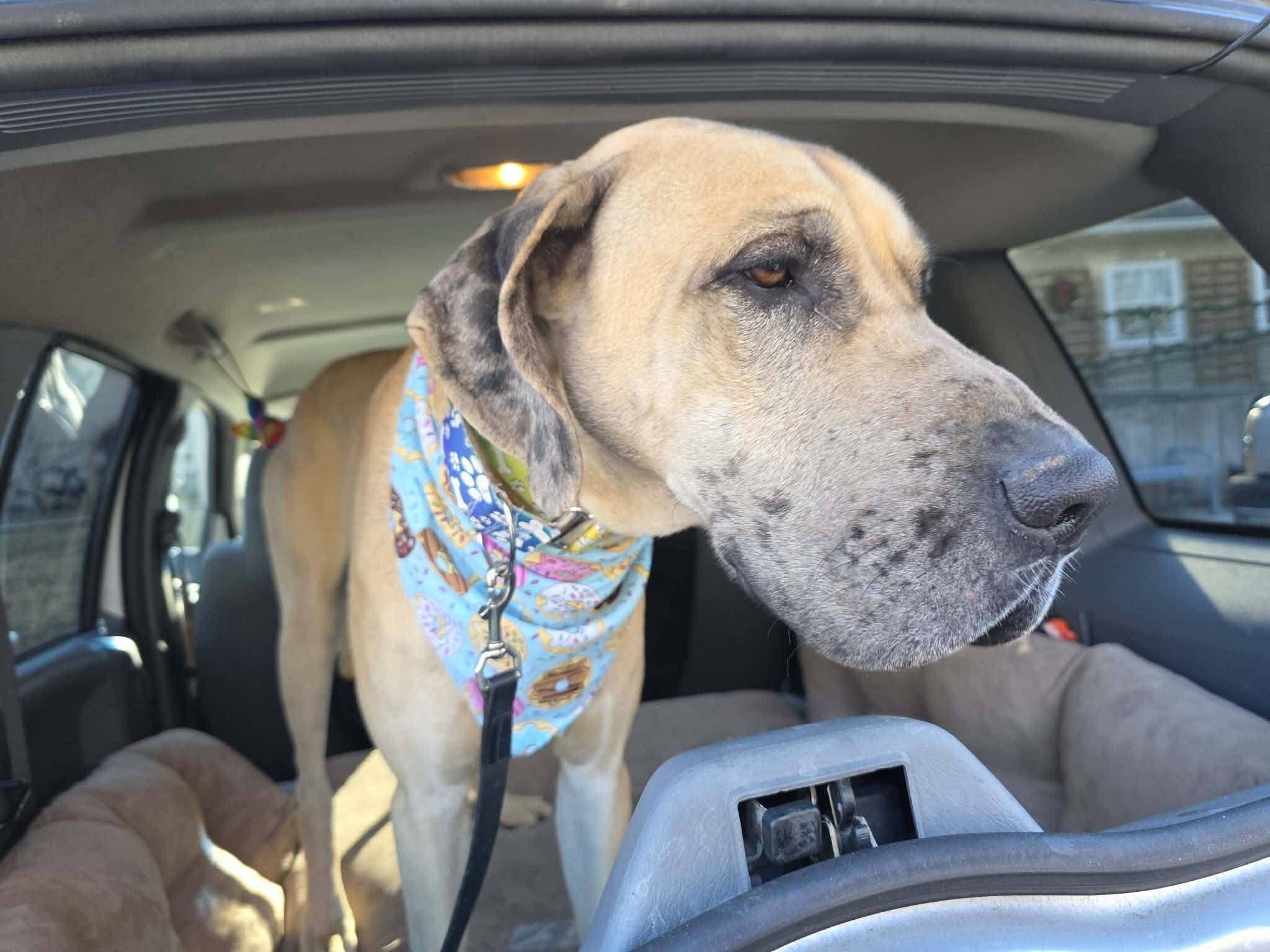 Great Dane Friends of... - Great Dane Friends of Ruff Love