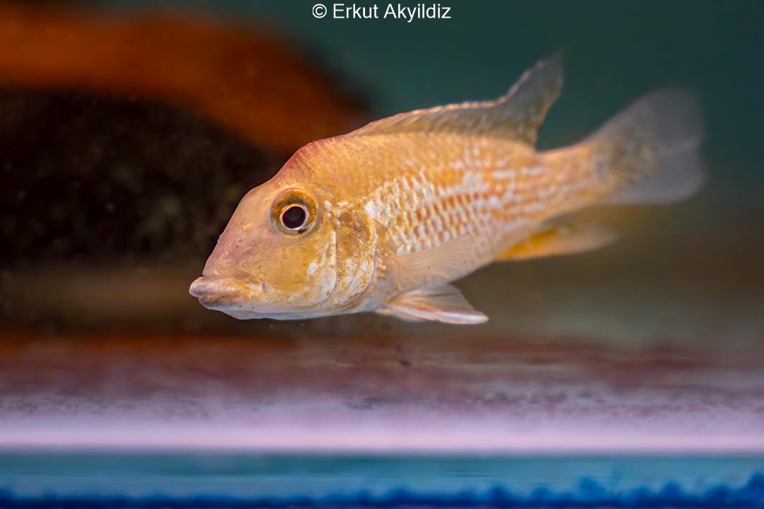 Erkut - Geophagus hondae doesn’t go after leaves like some say, it’s an ...