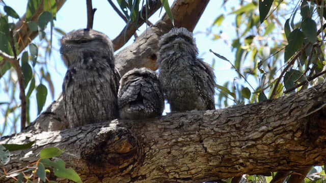 Melville Bird Sanctuary added a... - Melville Bird Sanctuary