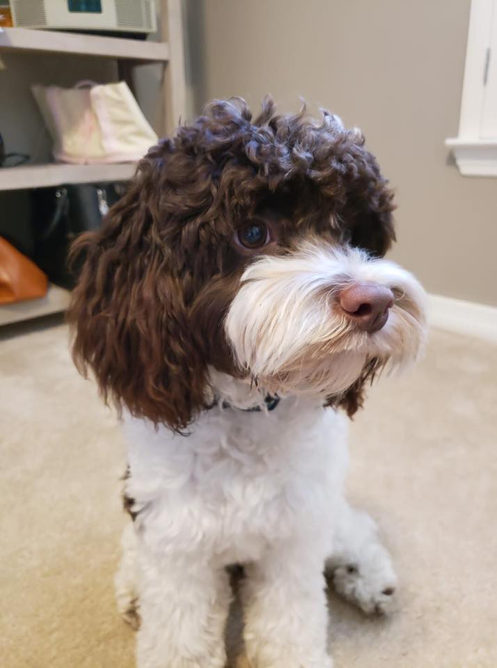 Cavapoos - Morgan is a sweet Cavapoo who came from... | Facebook