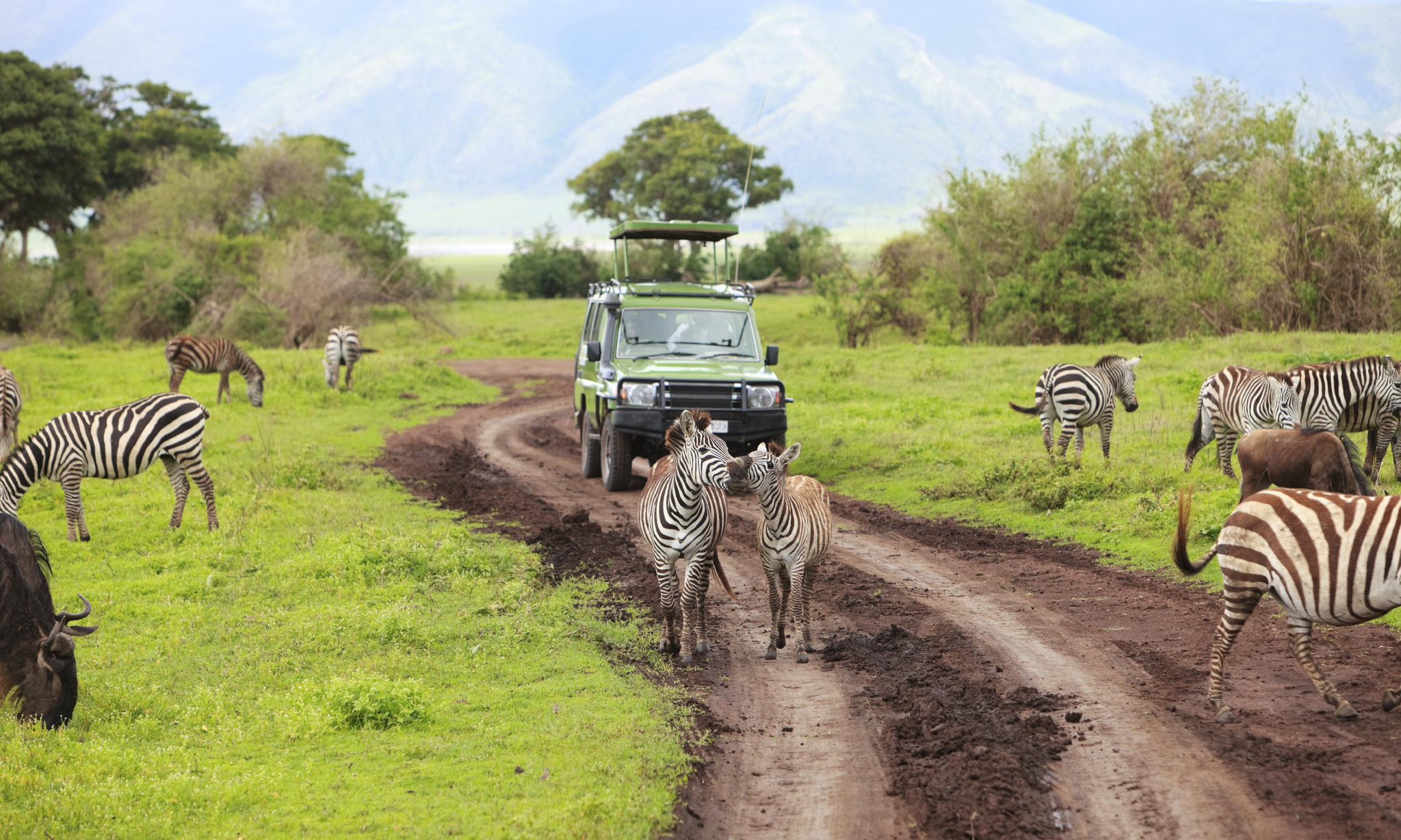 This will NOT last. 🐾🦓🐘🦏🦛🦒🐆... - Go Touch Down Travel & Tours | Facebook