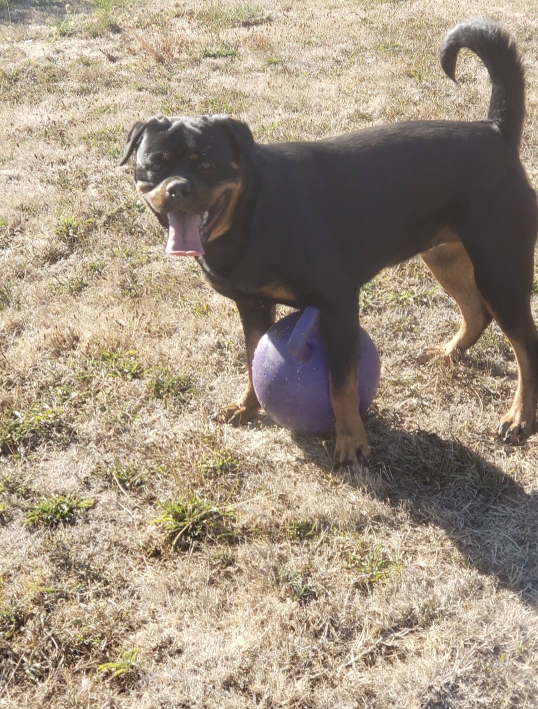 Divine Rottweilers | Cottage Grove OR