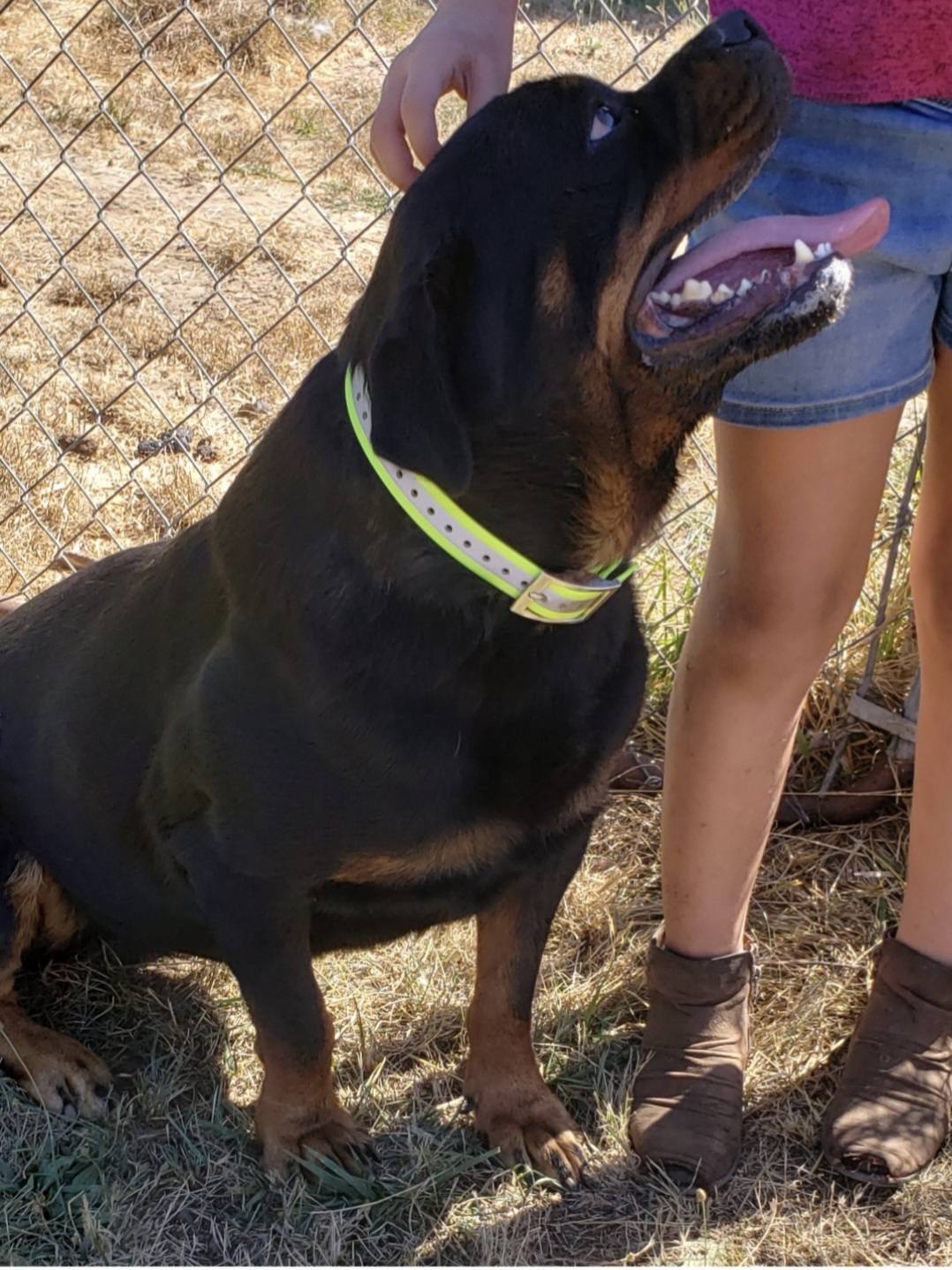 Divine Rottweilers | Cottage Grove OR