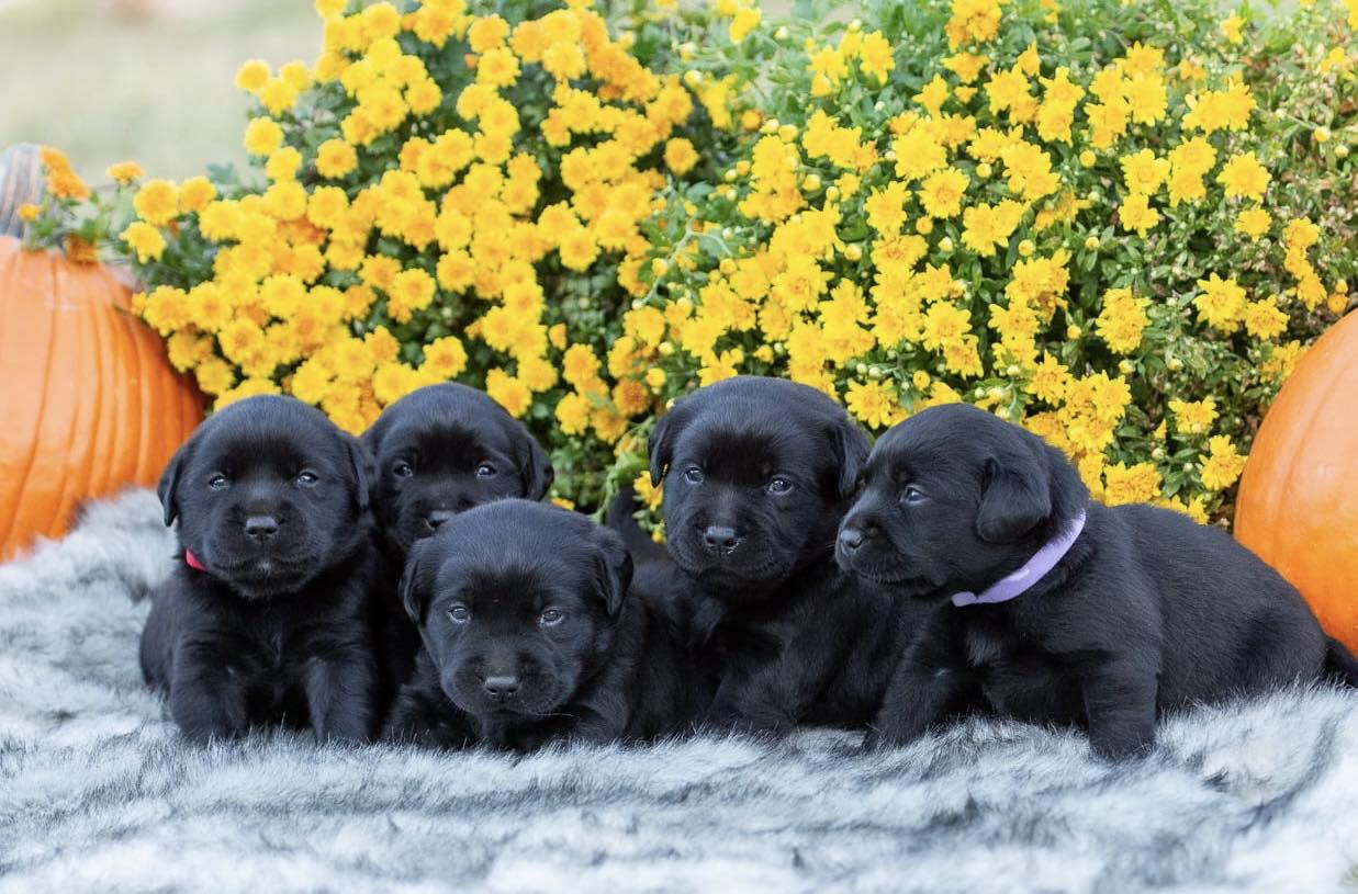 Raley Retrievers
