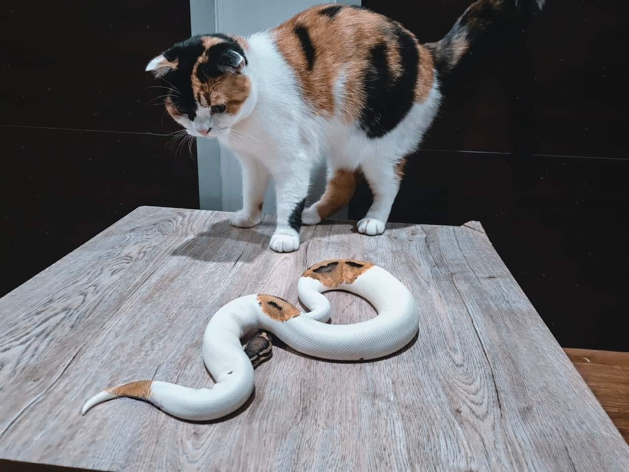 PK Ball Python - มาในเรื่อง งู กับ แมว... | Facebook
