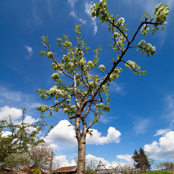 City - The 2020 City of Eagle Residential Tree Rebate program is now ...