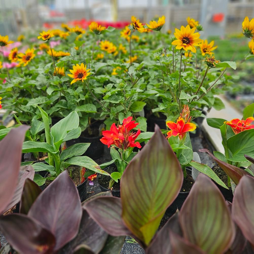 woodend-nurseries-woodend-nurseries-great-preston