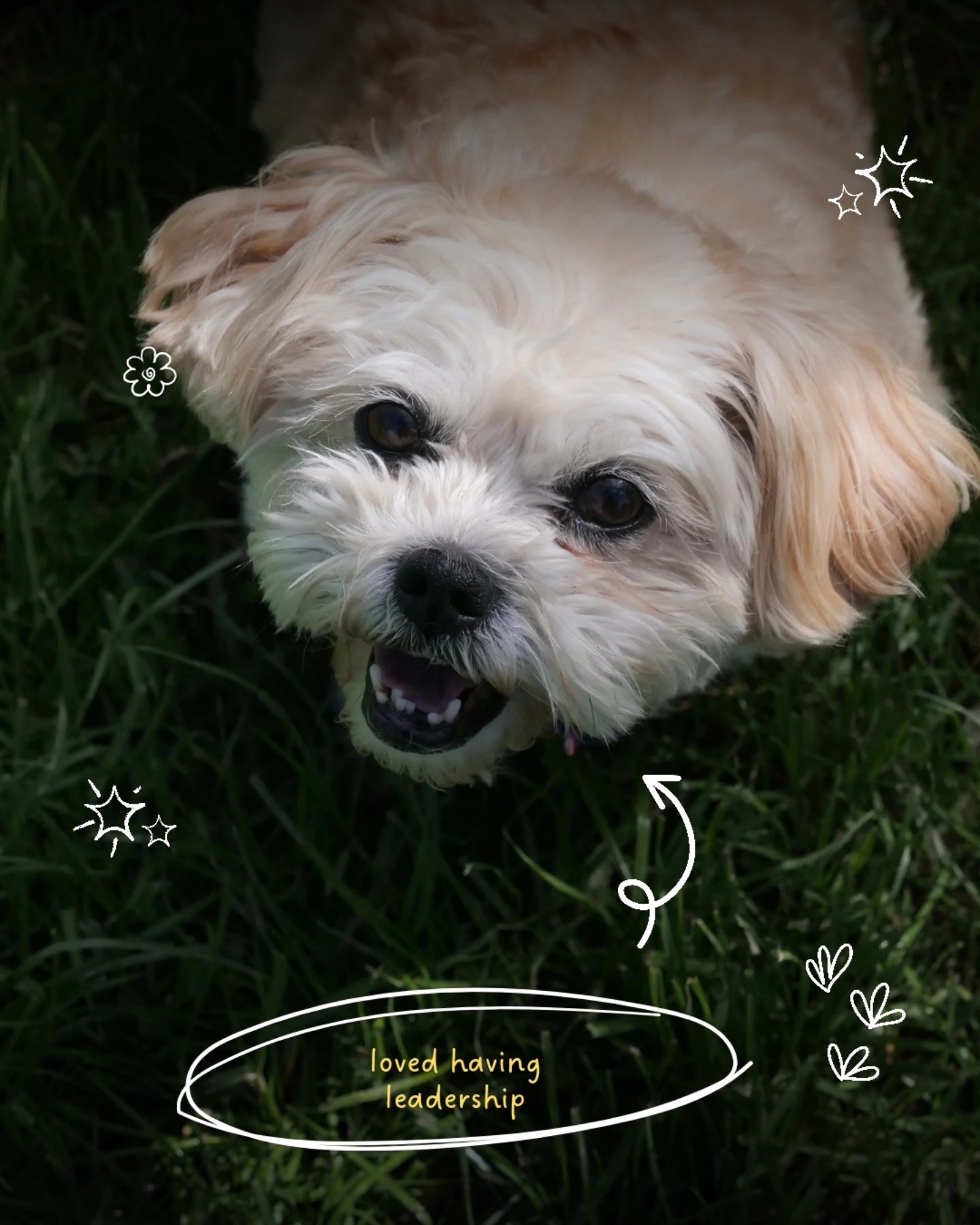 Dogs By Design