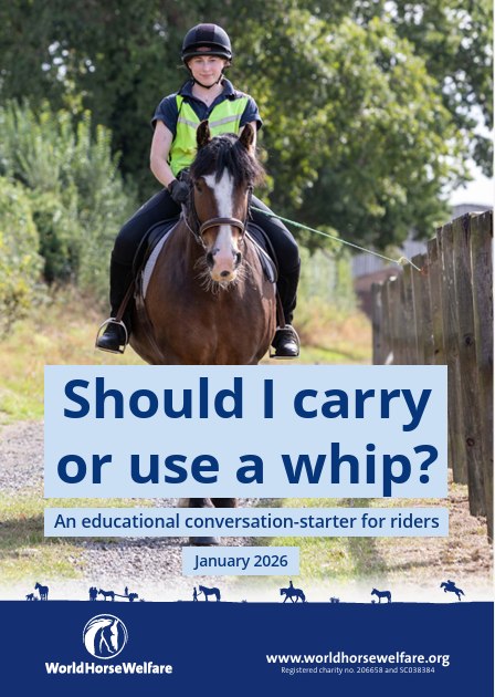 Quantum Savvy Horsemanship - Take hold of his heart
