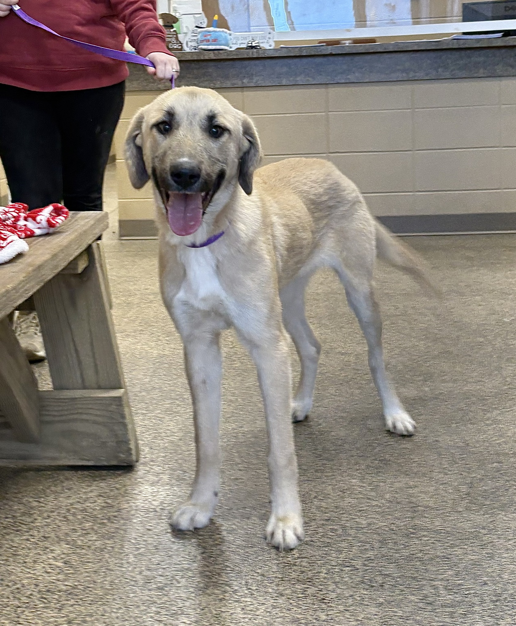 Felines - Danish Spayed Female 1 Year Old 45lbs Breed Guess: Yellow Lab ...