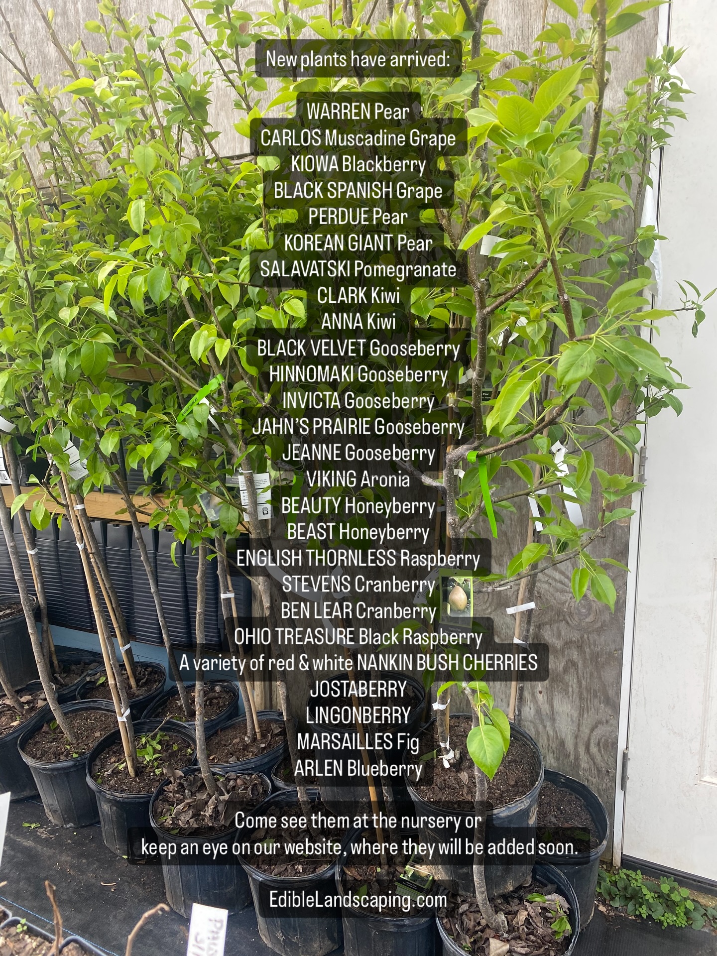 It’s that time of the year where lots... - Edible Landscaping | Facebook