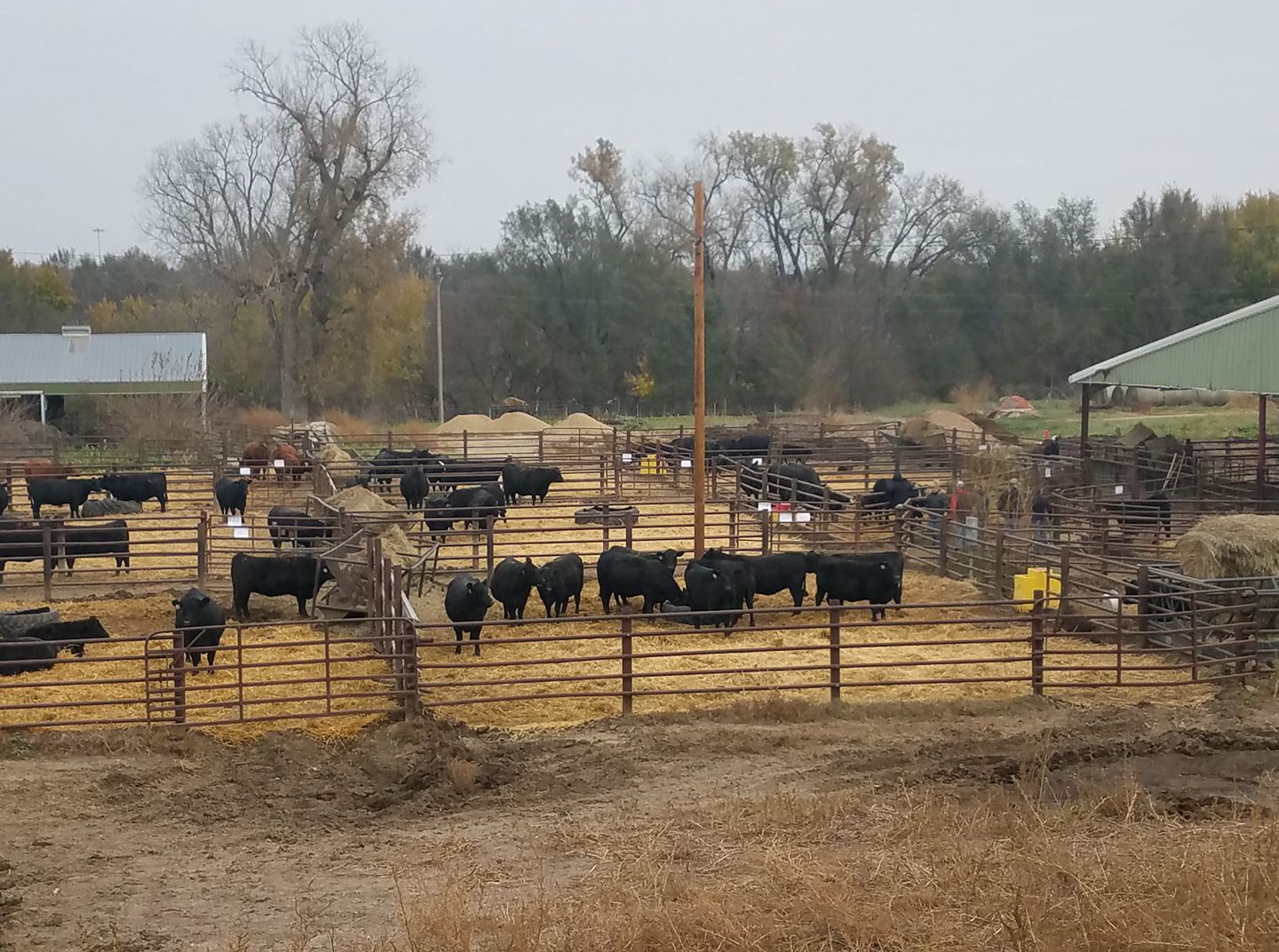 Advantage Angus Ranch | Washington KS