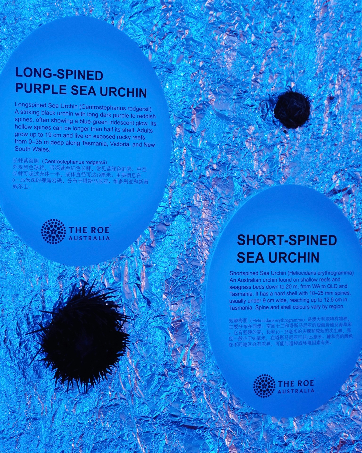 The Roe - 🌊 Melbourne Must-Visit The Immersive Sea Urchin Museum ...