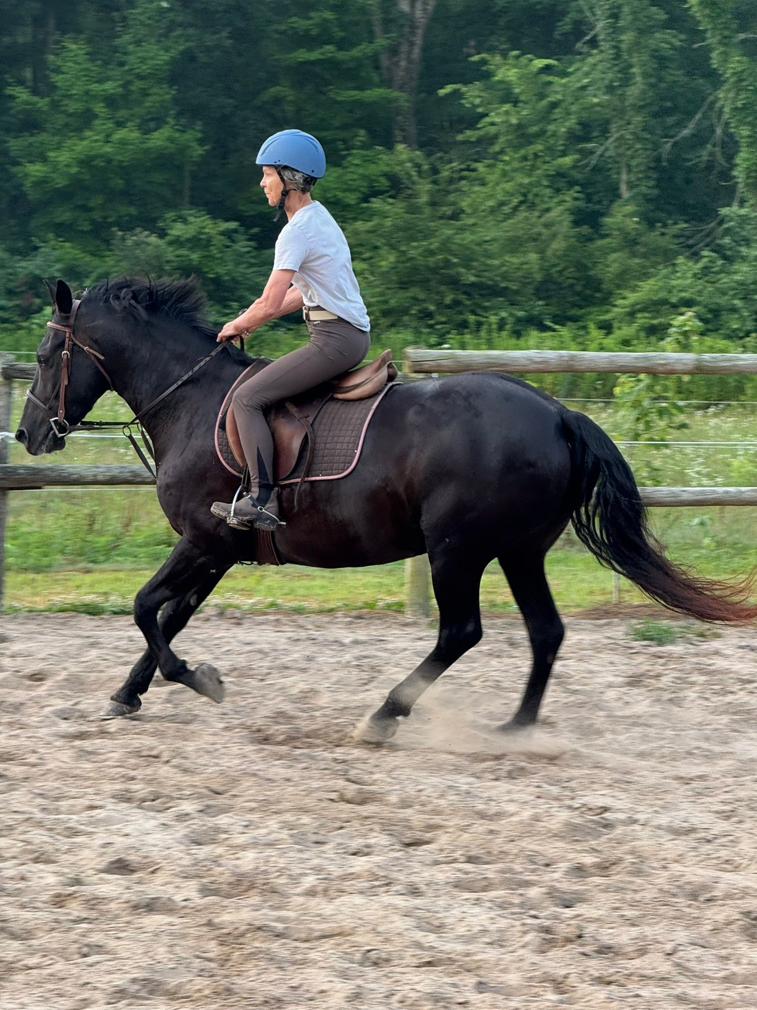 Carousel Stables added a new photo — at... - Carousel Stables