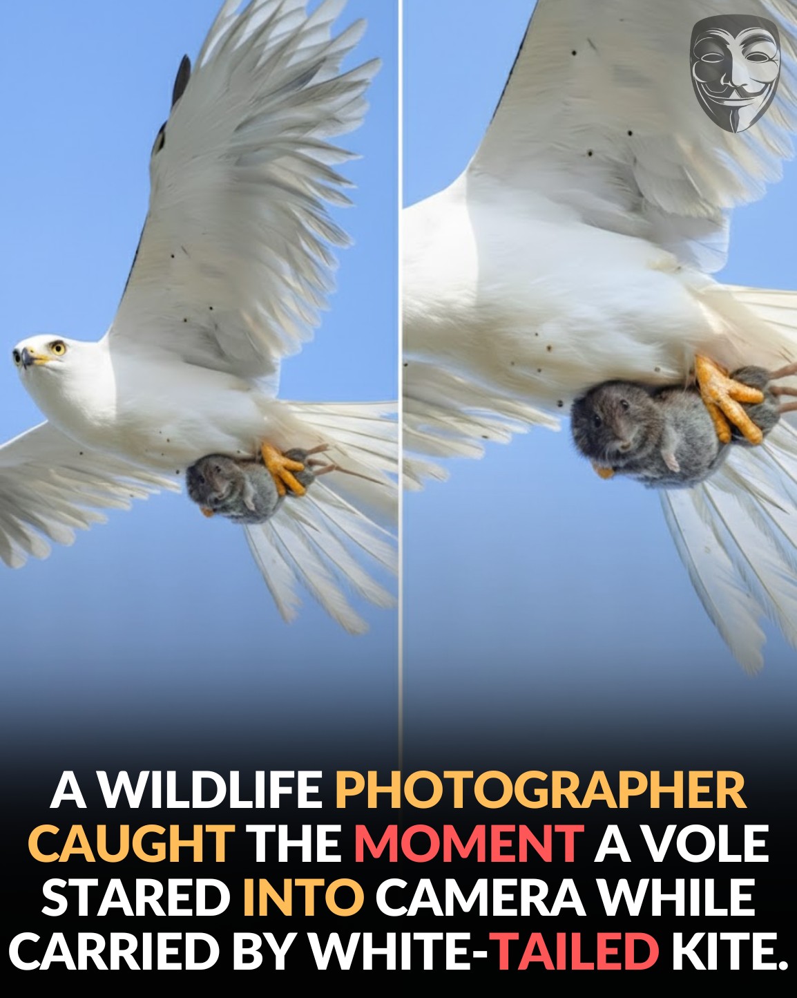 Anonymous - A wildlife photographer caught a midair vole’s final glance ...