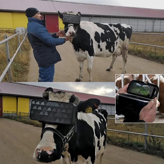 5 Unknown - 🐄🕶️ Virtual Reality for Cows? Yes, it’s real — and a bit ...